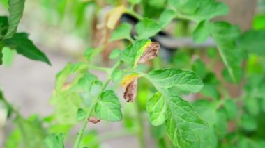 Secateurs phytophthora 'dan etkilenen domates dallarını kesti. Bahçedeki bitkilerle ilgilenmek. Mantar hastalıklarından etkilenen kuru yapraklar. Tarımsal mahsul haşereleri. Bitkilerin yeşil yapraklarında geç bir çürüme. Yüksek