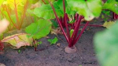 A hand pulls a growing young red beet from the soil close-up. Harvesting root crops from the home garden beds. Growing homemade vegetables without GMOs and chemical additives. Fertile fertilized soil