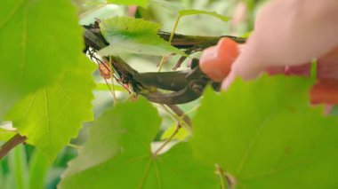 Trimming extra branches of the vineyard close-up on a blurred background. Pruner cuts green sprouts of grapes. Formation of vineyards. High quality 4k footage