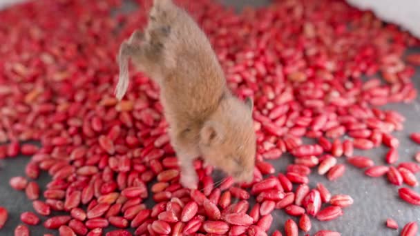啮齿动物毒液对小鼠的味道和香气非常有吸引力 在红色有毒小麦的特写上 一只室内小老鼠被尾巴紧紧抓住 该化学品的特性和作用 高质量4K — 图库视频影像