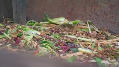 Compost heap with a lot of organic waste and biodegradable human waste products. smooth camera movement. Processing and recycling of natural resources. Manufacture of homemade soil fertilizer. High