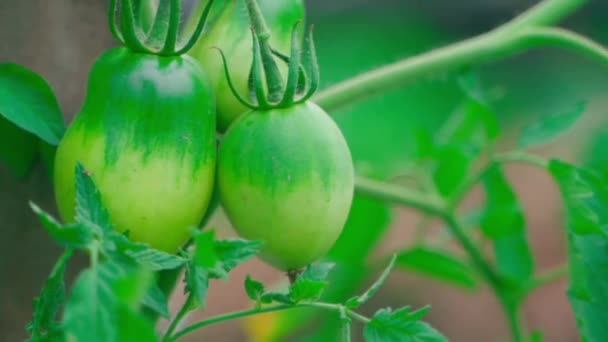 Smooth Beautiful Parallax Growing Green Tomato Close Blurred Background Beautiful — Stock videók