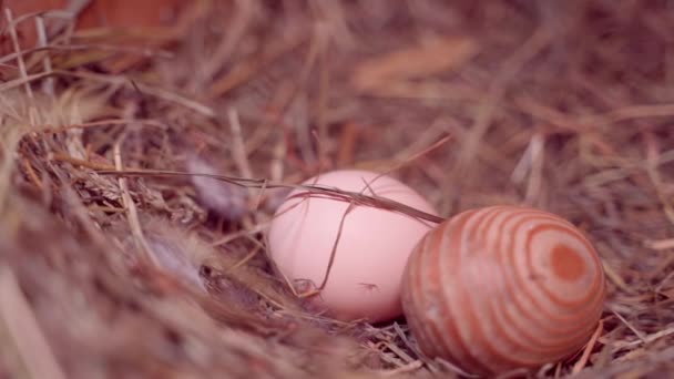 Domestic Egg Lies Nest Straw Wooden Egg Attract Attention Chickens — Stock video