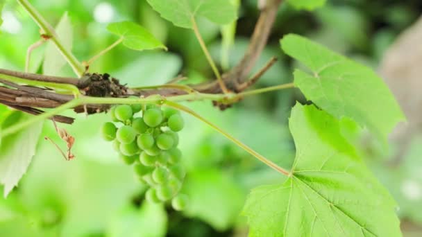 Excess Sprouts Grapes Cut Secateurs Close Planned Pruning Vineyards Plant — Stockvideo