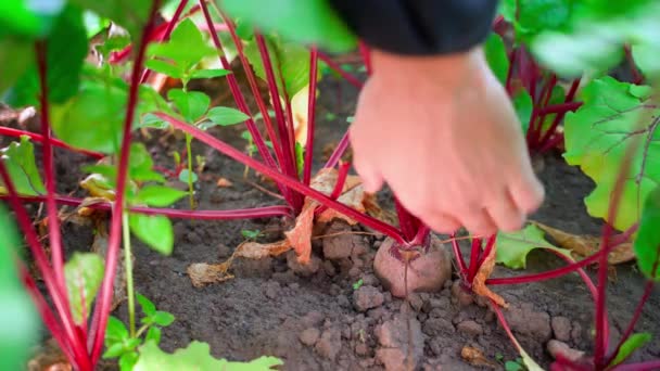 Hand Pulls Growing Young Red Beet Soil Close Harvesting Root — Stock Video
