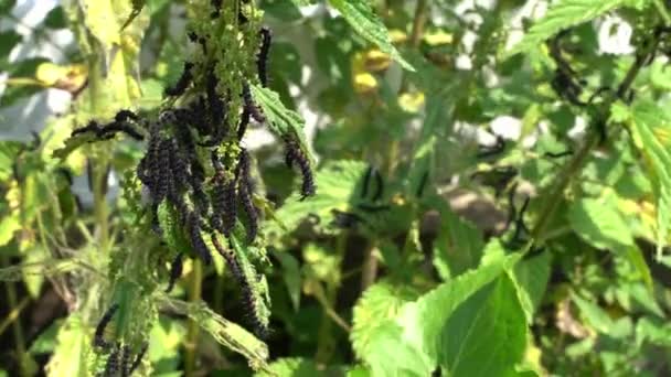 Lot Black Caterpillars Thorns Nettle Branch Close Blurred Background Peacock — Vídeo de Stock