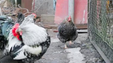 Çiçek kabuğu renginde bir tavuk, horozun yakın çekim görüntüsüyle kesişir. Evcil bir yumurtlayan tavuk, tüyleri temizleyen bir horozun yanından geçer. Sokakta kaçan bir tavuk. Yüksek kalite 4k görüntü
