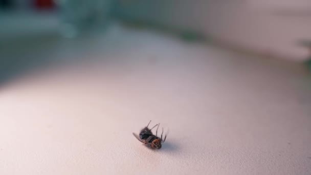 Schläfrige Fliege Versucht Auf Den Kopf Rollen Eine Stubenfliege Wedelt — Stockvideo