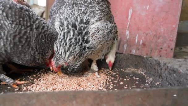 Çiçekli Buğday Renginde Tavuklar Yakın Plandaki Yem Yiyiciden Pürüzsüz Kamera — Stok video