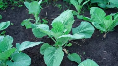 Yağmurdan sonra fidanlıkta yetişen lahanaların sulu yeşil yaprakları. Beyaz lahana bitkilerinin yetiştiği bir bahçe yatağı etrafında düzgün bir kamera hareketi. Ev bahçesinde sebze yetiştiriyor. Yüksek