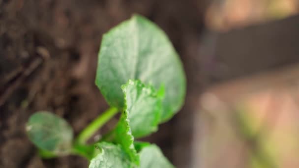 在朦胧的背景下 幼小黄瓜的叶子在晨露的点滴中萌芽 正对着相机角度在自家花园的床上种植早熟的黄瓜 园艺和植物护理 — 图库视频影像