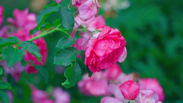 Красива Насичена Рожева Троянда Воді Падає Крупним Планом Розмитому Тлі — стокове відео