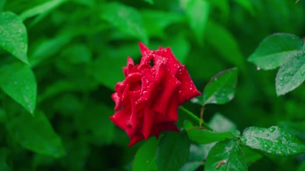 Красива Соковита Насичена Червона Троянда Дощах Крупним Планом Розмитому Тлі — стокове відео