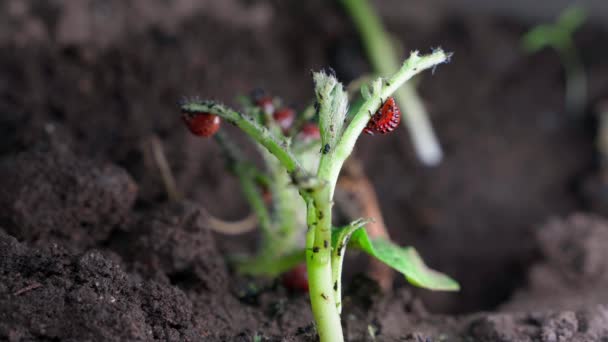 Red Larvae Colorado Potato Beetle Eat Young Sprouts Growing Potato — Stock Video