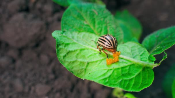 Een Volwassen Vrouwelijke Colorado Aardappelkever Legt Haar Eieren Rug Van — Stockvideo