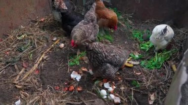 Evcil tavuklar yiyecek bulmak için kırsal gübreleri eşeliyorlar. Gübreye dönüştürmek için zehirli bir yığın üzerinde organik, biyolojik olarak çözülebilir insan atığı. Doğal kaynakların yeniden kullanılması. Hayvanlarla çiftçilik