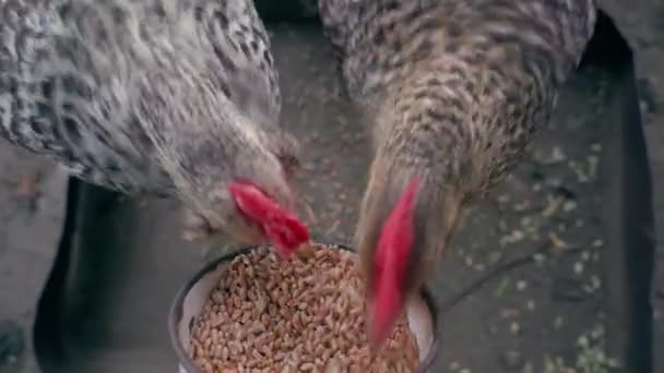 Kuřata Poďobané Barevné Pšenice Pecková Železného Poháru Zblízka Krmení Kuřat — Stock video