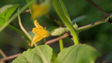 Genç bir salatalık bir çiftlikte yetişiyor. Sabahın erken saatlerinde sebze bahçesinde güneşin doğuşunda salatalık çiçekleri. Pürüzsüz kamera hareketi. Evde doğal sebzeler yetiştiriyor.