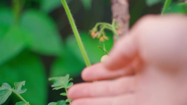 Een Hand Raakt Een Kleine Groene Tomaat Die Groeit Plantage — Stockvideo