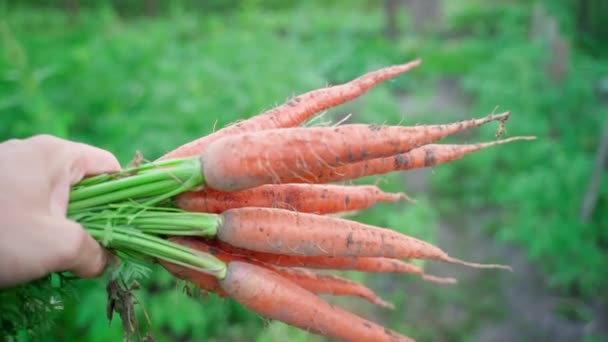 Mano Lleva Ramo Zanahorias Naranja Saturadas Brillantes Cerca Contra Telón — Vídeo de stock