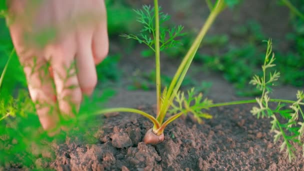 Hand Grabs Growing Carrot Foliage Starts Pull Close Blurred Background — Stock Video