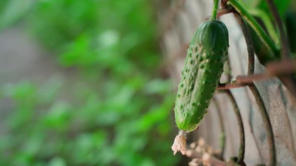 Egy Kéz Letépi Érett Zöld Uborkát Közelről Elmosódott Háttérrel Ültetés — Stock videók