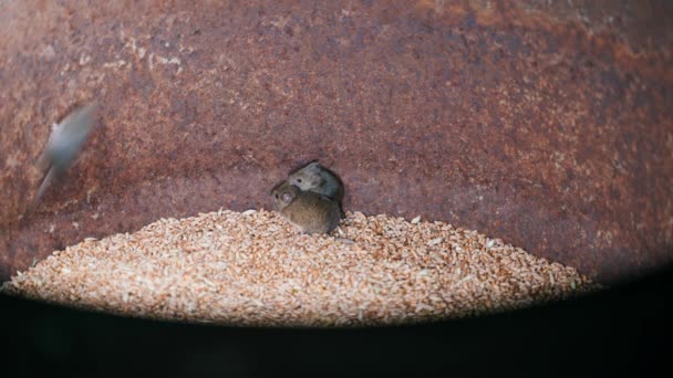 밀알을 클로즈업 쥐들이 나오려고 있습니다 해충들 창고에 버렸어 수확기 창고에 — 비디오
