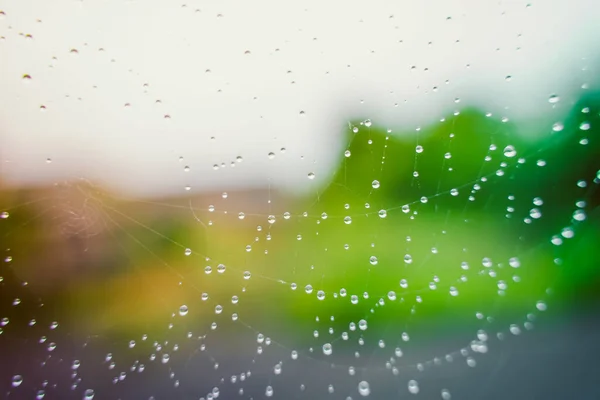 Spider Web Water Drops Fog Closeup Blurred Colored Background —  Fotos de Stock