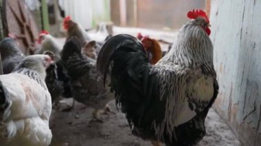 Kamera bir horozla tavukların arkasında sorunsuzca hareket eder. Kümes hayvanları ve yumurta üretiminde kuş hareketinin hızlandırılmış görüntüleri. Yüksek kaliteli FullHD görüntüler