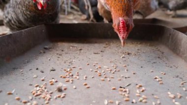 Tavuklar buğdayı yavaş çekimde yakın çekimde yemlikten gagalıyor. Yüksek kaliteli FullHD görüntüler
