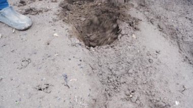 Bahçeyi yakın plan bir kürekle kazmak. Bir bahçe yatağının toprağı elle sürülüyor. Toprak, ekilmeden önceki mevsimler için hazırlık yapıyor ve toprağı havalandırıyor. Tarımda çalışıyor.
