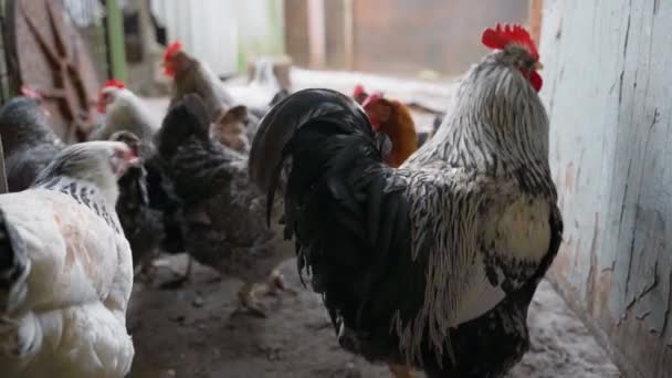カメラは密室の鶏の後ろにスムーズに移動します 養鶏場や卵の生産における鳥の動きの時間経過映像 高品質のフルHd映像 — ストック動画