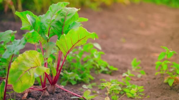 红色甜菜多汁的饱和绿叶生长在花园床的土壤中 背景模糊不清 清晨日出时种蔬菜 优质Fullhd影片 — 图库视频影像