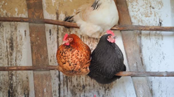 鶏小屋のクローズアップでは さまざまな色の鶏がパーチに座っています ベッドのための鶏の準備 高品質4K映像 — ストック動画