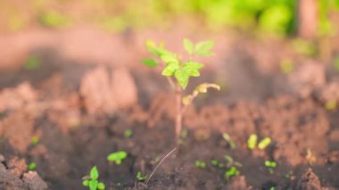 Bulanık bir arkaplanda, toprakta yetişen genç bir domates filizi. Bahçedeki yatağın üzerine su damlacıkları. Kamera hareketi. Sebze yetiştiriyorum. Bahçıvanlık sezonu başlıyor. Yüksek