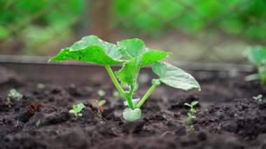 Genç bir salatalık filizi bulanık arka planda yakın planda toprakta yetişir. Bahçe yatağında bir damla su bırakır. Mooth parallax. Ev yapımı sebze yetiştiriyorum. Bahçıvanlık sezonu başlıyor.