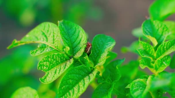 Escarabajo Patata Colorado Una Hoja Patata Crecimiento Madrugada Amanecer Insecto — Vídeos de Stock
