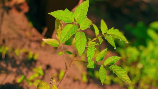 Brote Joven Tomate Crece Primer Plano Del Suelo Sobre Fondo — Vídeos de Stock