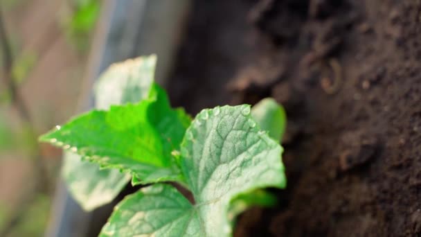 Giovane Germoglio Cetrioli Cresce Nel Terreno Primo Piano Uno Sfondo — Video Stock