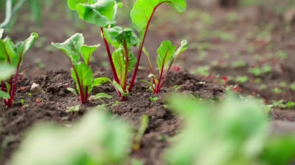 Young Sprouts Red Beets Grow Soil Garden Bed Close Blurred — Stock Video