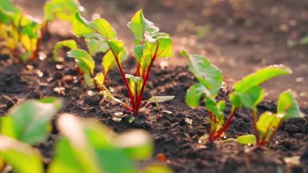 清晨日出时分 在一个背景模糊的花园床上 种植着红色的小甜菜 在家庭种植园种植根茎作物 在家里种植蔬菜时相机动作流畅 — 图库视频影像