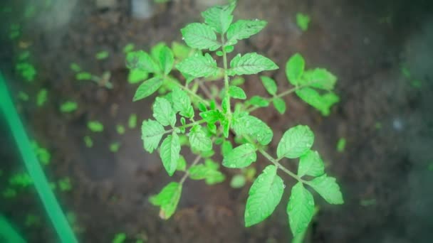 Brote Joven Tomate Crece Primer Plano Del Suelo Sobre Fondo — Vídeo de stock