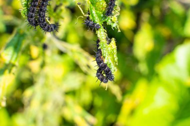 Black caterpillar of a peacock butterfly on a nettle close-up. A black caterpillar with spikes and white dots eats the leaves of the stinging nettle