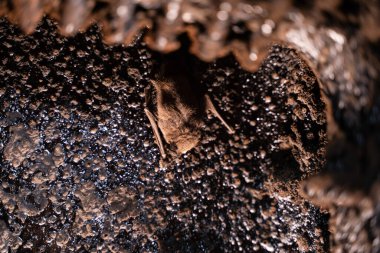 Küçük bir yarasa sonbaharda bacadan katı yakıt kazanına uçtu. Yarasa, ısıtma fırınının mevsimsel kış uykusuna daldı. Kazanın duvarları reçine ve is sızdırıyor.