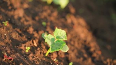 Genç bir salatalık filizi bulanık arka planda yakın planda toprakta yetişir. Bahçe yatağında bir damla su bırakır. Kamera döndürmesi. Doğal sebzeler yetiştiriyor. Bahçıvanlık sezonu başlıyor.