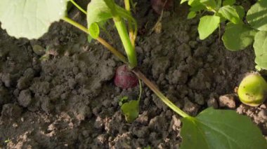 Bir el, güneşli havada topraktan kırmızı bir turp çeker. Yüksek kalite 4k görüntü