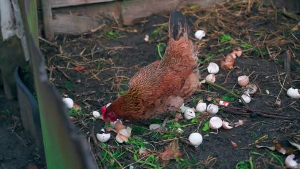 鶏はコンポストのヒープ上の卵の殻を食べる 人間の食品廃棄物の中から食品を探している茶色の鶏 高品質のフルHd映像 — ストック動画