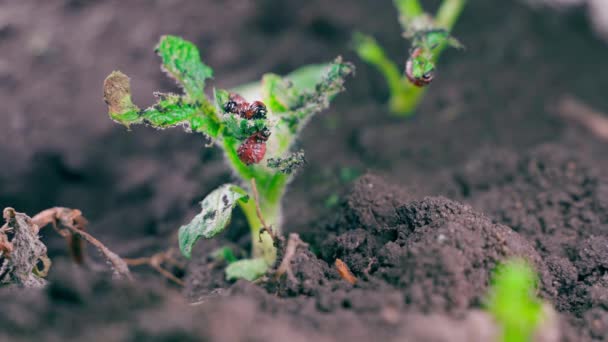 Red Larvae Colorado Potato Beetle Eat Young Sprouts Growing Potato — Stock Video