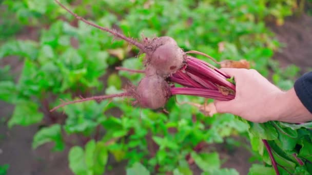 Hand Holds First Harvest Young Red Beets Bouquet Root Crops — Stock Video