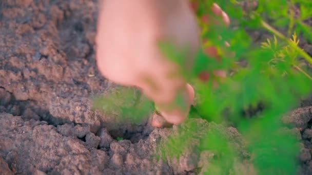 Hand Grabs Growing Carrot Foliage Starts Pull Close Blurred Background — Stock Video